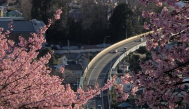 Early Sakura blossoms in Feb in Matsuda, Kanagawa