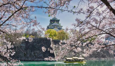 Cherry blossoms in Osaka Castle Park