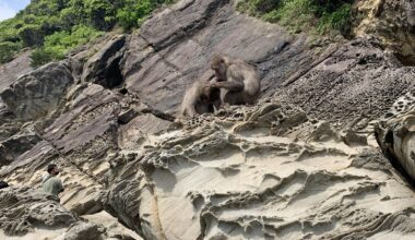 Monkeys on Kushima island in Miyazaki