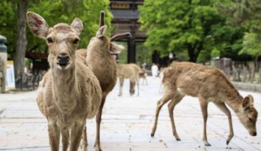 Nara's famed deer bowed less frequently during pandemic