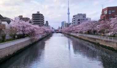 Cherry Blossom photo from Tokyo. (taken when walking back to my apartment)