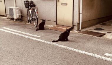 Somewhere in Osaka 4 years ago, I followed a black cat and found another one