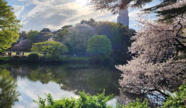 [OC] Cherry Blossoms in Shinjuku Gyoen National Garden, Mar 28, 2023 - no filter