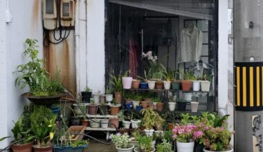 Window of an old shop, with plants.