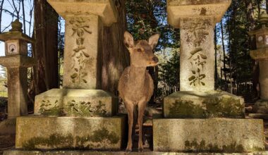 [OC] This deer found a great spot to ask for treats (March 2023)