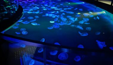 Jelly Fish in Sumida Aquarium