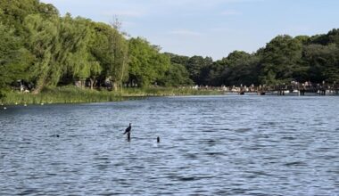 Windy yet beautiful Saturday at Inokashira Park.