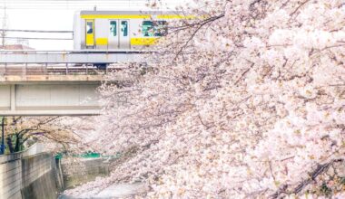 I have been shooting sakuras from 19 to 31 march everydays