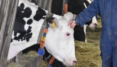 'Dairy crisis' hits Japan as farm bankruptcies see 10-year high