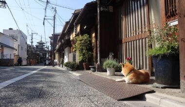 I photographed this cute little doggo while exploring Gion in the early morning.