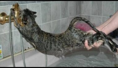 this is too funny of Cats don't want a bath