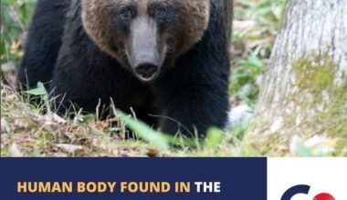 HUMAN BODY FOUND IN THE STOMACH OF A BROWN BEAR IN HOKKAIDO, JAPAN