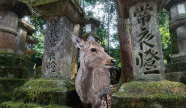 Hello there from Nara!