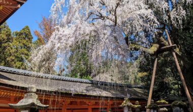 [OC] Blossoms over Kasuga-Taisha in Nara (March 2023)