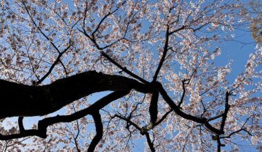 Under the sakura at Tenryuji (March 2023)