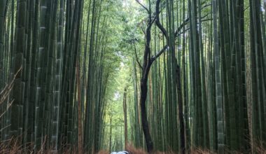 Arashiyama back in march 2020, practically empty.