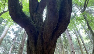 Mount Kasuga's Biggest Cherry Tree