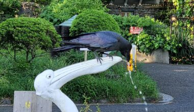 crow drinking from the pelican fountain in Hibiya park today