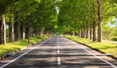 Metasequoia Avenue in spring, four years ago today (Shiga-ken)