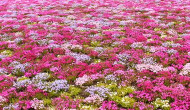 Shibazakura Festival near Mount Fuji, four years ago today (Yamanashi-ken)