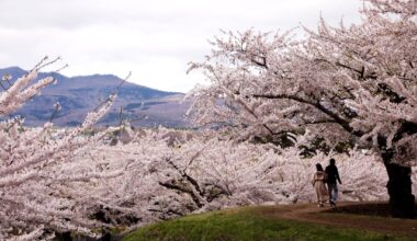 Hanami at Goryokaku, Hakodate, Hokkaido. (2 years ago)