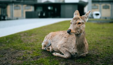 Peaceful deer in Nara