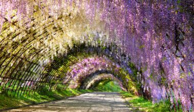 The wisteria tunnel at Kawachi Fuji-en, four years ago today (Fukuoka-ken)