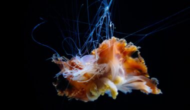 Jellyfish - Osaka Aquarium