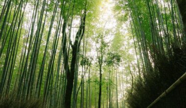 Bamboo Grove (Arashiyama, Kyoto)