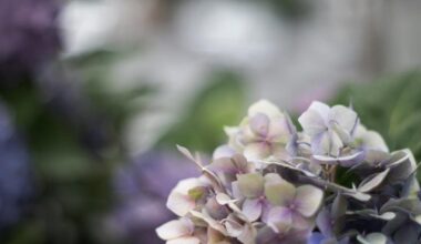 Hydrangea