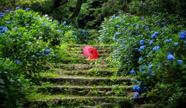 Hydrangea season near Amabiki Kannon, three years ago today (Ibaraki-ken)