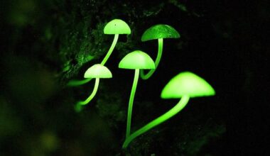 Mushrooms take on green glow at night on Kobe’s Mount Rokkosan
