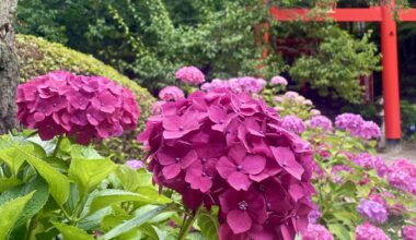 Hydrangeas at Dazaifu, Fukuoka.