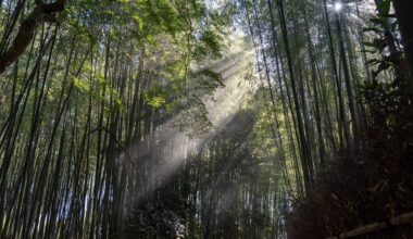 [OC] Morning from Arashiyama Bamboo Grove, Kyoto