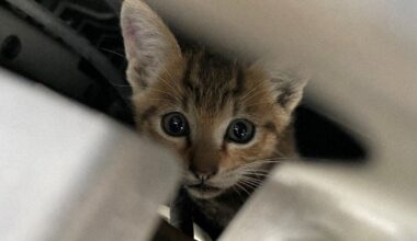 Rainy June sees more cats sneaking into car engine compartments than Jan.: Japan survey - The Mainichi