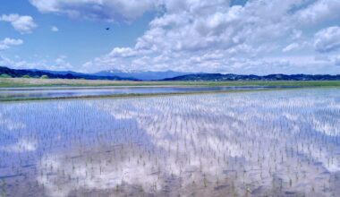 [Iwate] Nice sunny day out in the rice fields. [OC]