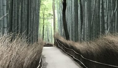 Arashiyama Bamboo Forest - Kyoto