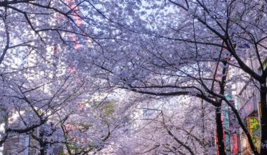 Blossoms near Tokyo Station (4/3/19)