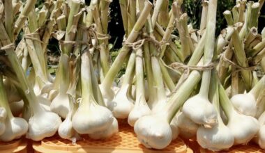 domestically grown garlic