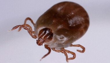 Caution urged after Kyoto Pref. woman hit by potentially fatal tick-borne infection