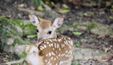 Nara Wildlife