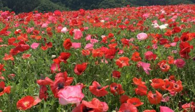 Sky of Poppies