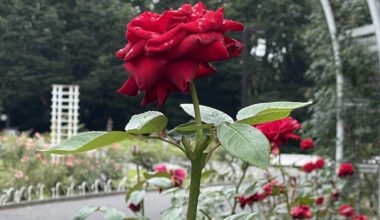 Flowers at Yoyogi Park, Tokyo