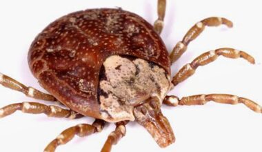 Woman in Japan dies of Oz virus in world 1st, possibly tick-borne