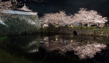 Fukuoka castle 2023 cherry blossom festival at Ohori Park at night.
