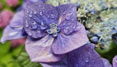 紫陽花 Ajisai hydrangeas in the rainy season