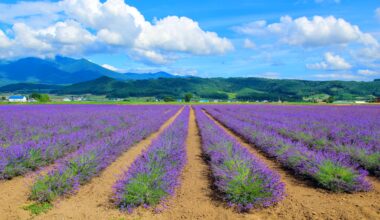 Lavender fields of Furano, three years ago today (Hokkaido)