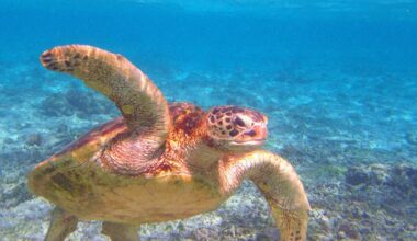 Japan experts call for end to baby sea turtle release events - The Mainichi