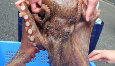 'Record-size' octopus bought by west Japan seafood dealer savored -- as aquarium exhibit - The Mainichi