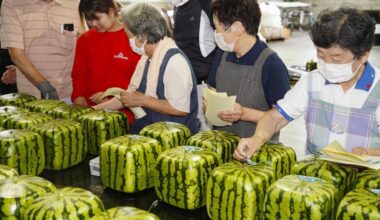 Square watermelon shipments begin in western Japan city